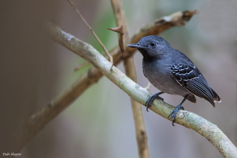 Black-chinned Antbird 