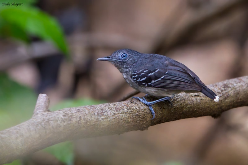 Band-tailed Antbird