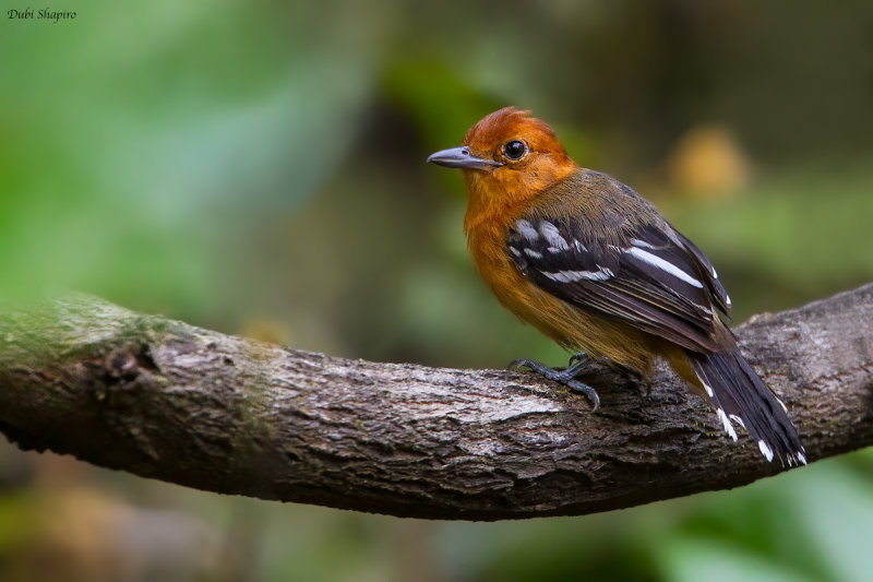 Amazonian Antshrike 