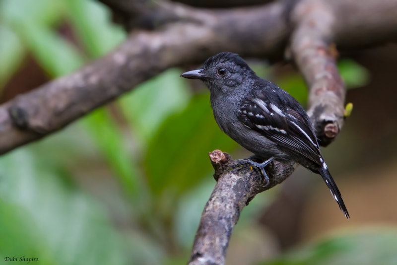 Amazonian Antshrike 