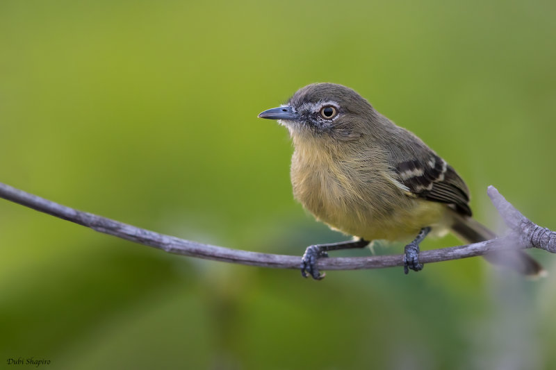 Pale-tipped Tyrannulet  