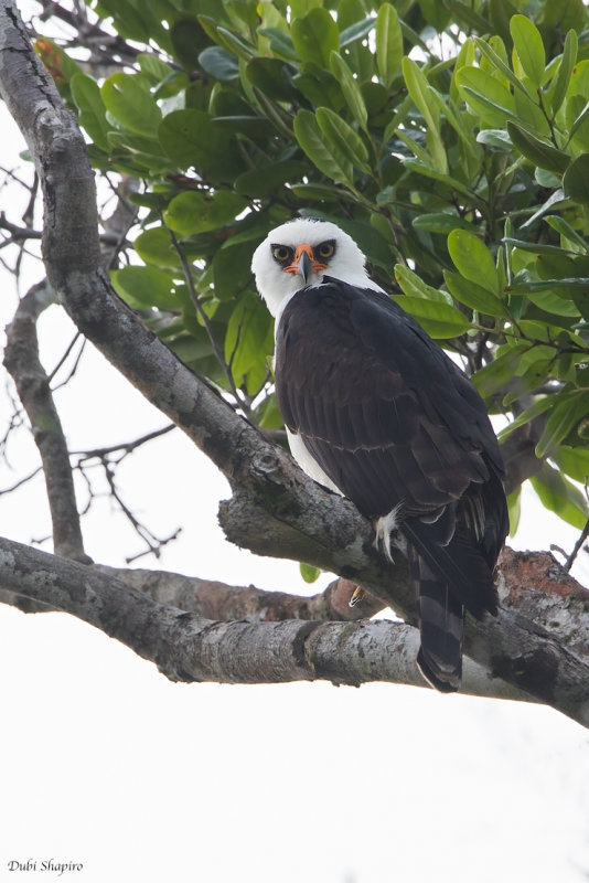 Black-and-white Hawk-eagle 