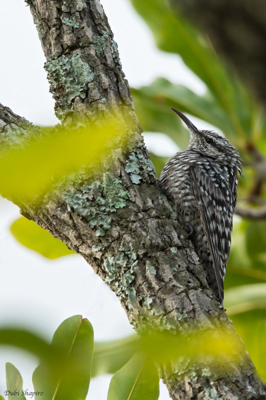 African Spotted Creeper 