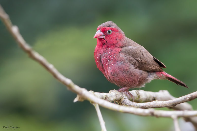 Bar-breasted Firefinch