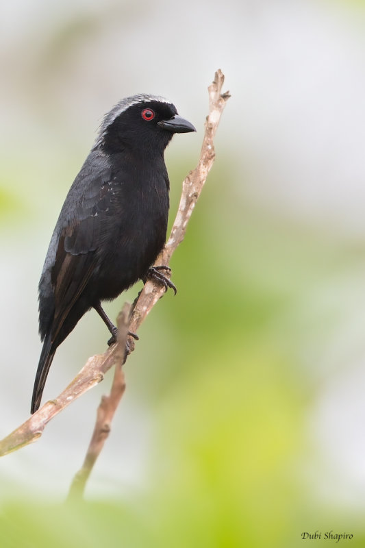 Grey-headed Nigrita 