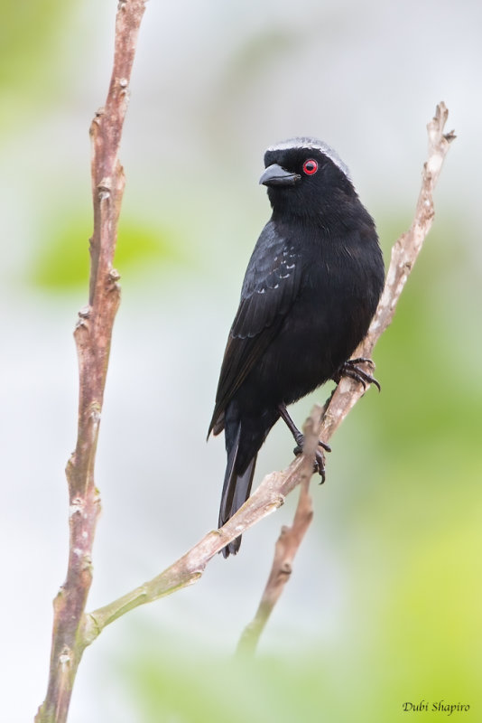 Grey-headed Nigrita