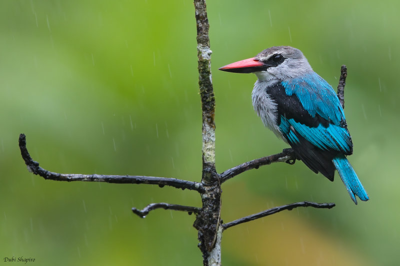 Woodland Kingfisher 