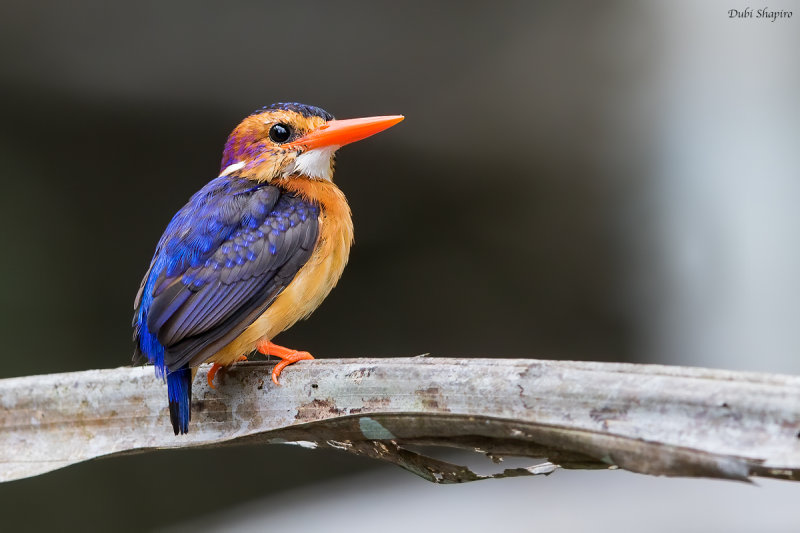 African Pygmy-kingfisher