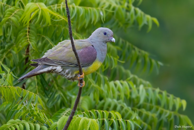 Bruces Green-pigeon