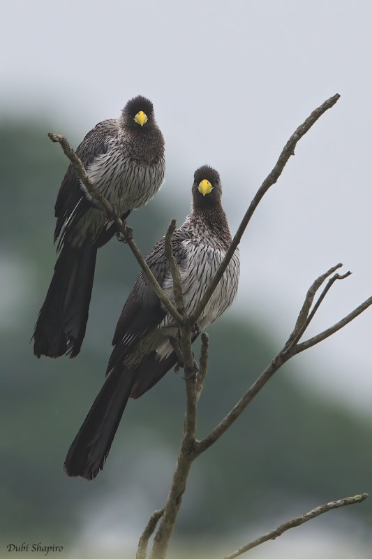 Western Plantain-eater