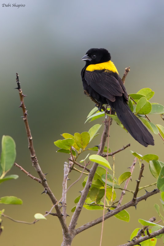 Yellow-mantled Widowbird