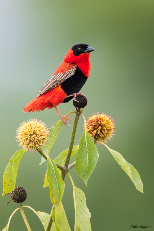 Northern Red Bishop