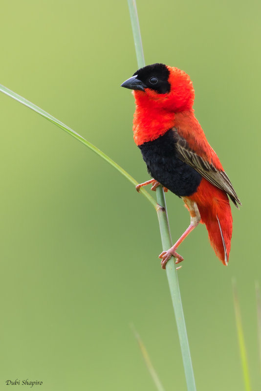 Northern Red Bishop 