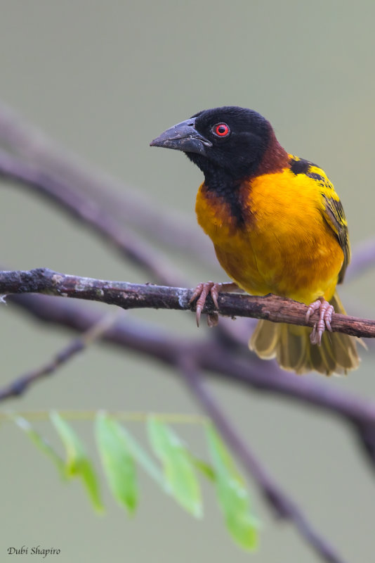 Village Weaver