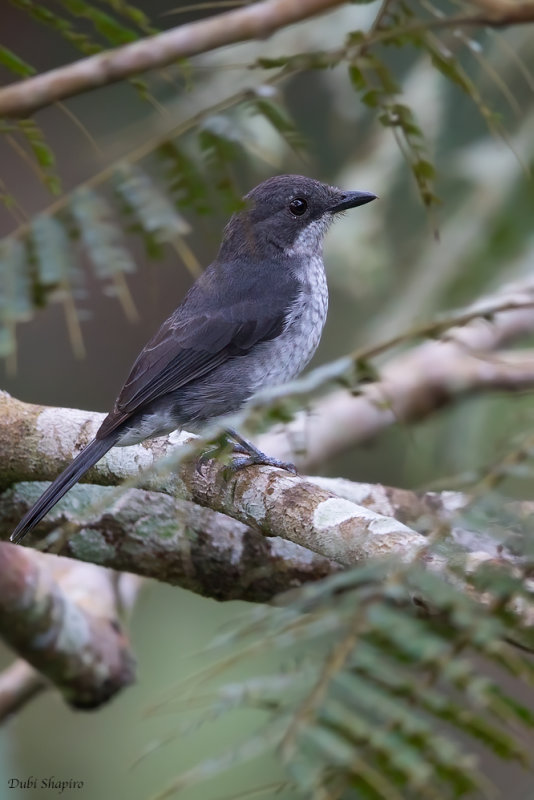 African Forest-flycatcher