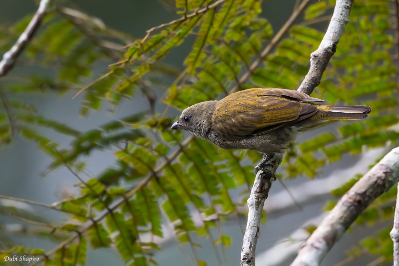 Willcocks's Honeyguide