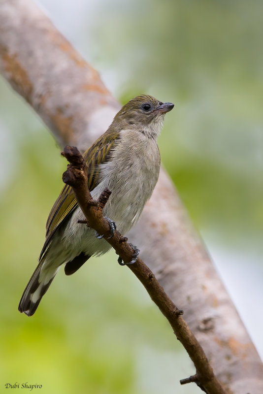 Lesser Honeyguide (Honeyguides)