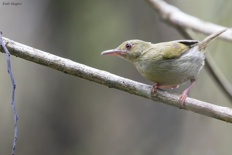 Grey Longbill 