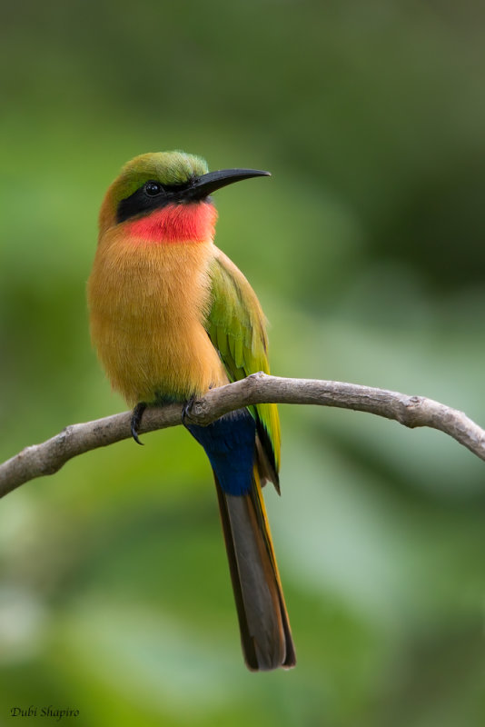 Red-throated Bee-eater 