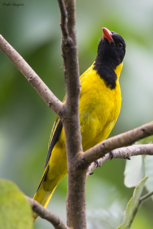 Black-winged Oriole