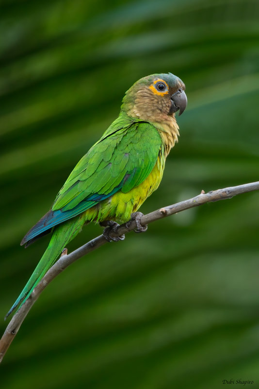  Brown-throated Parakeet