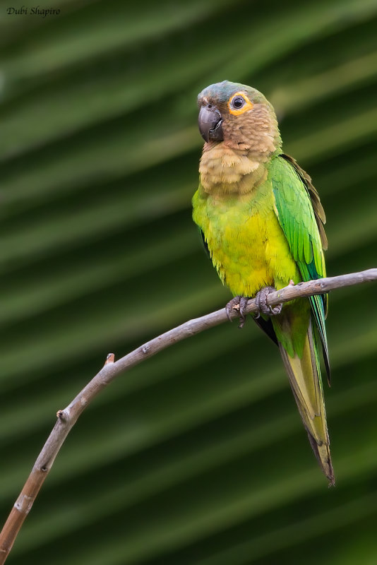  Brown-throated Parakeet 