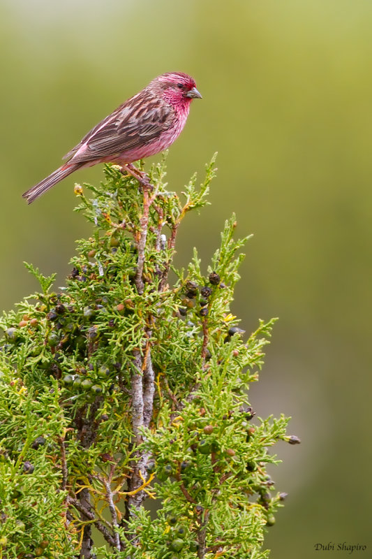 Pink-rumped Rosefinch