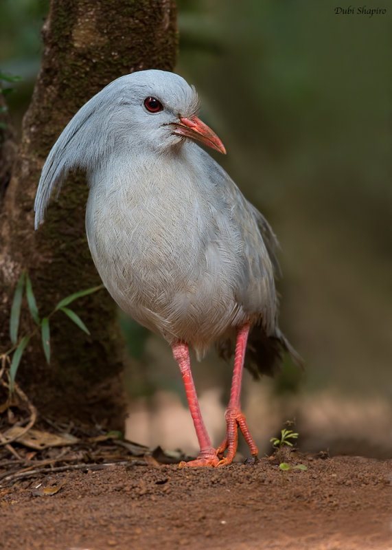 Kagu