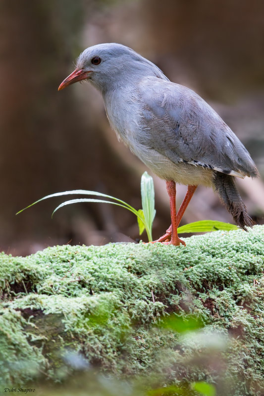 Kagu 