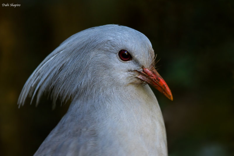 Kagu 