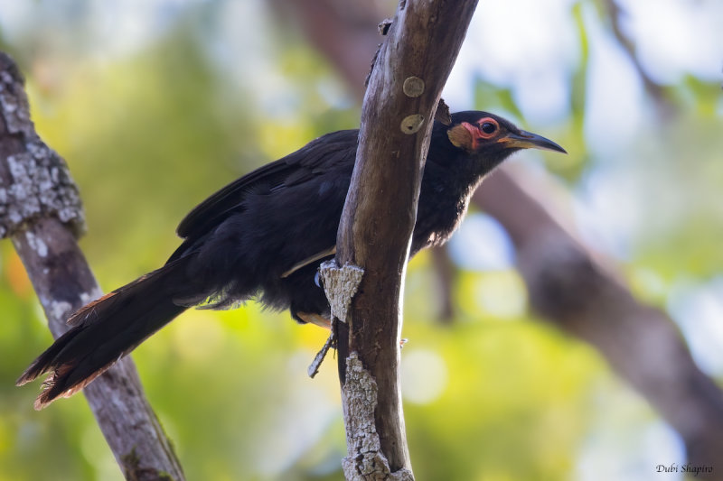 Crow Honeyeater 