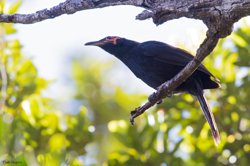 Crow Honeyeater 