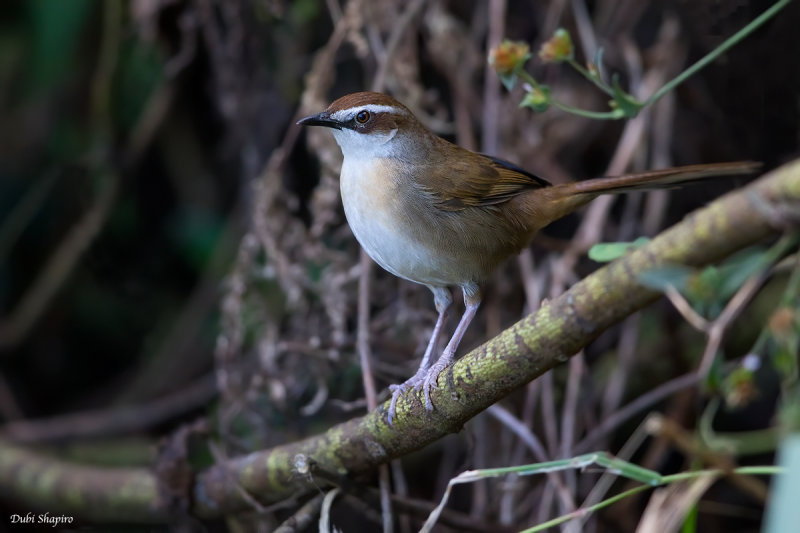 New Caledonian Thicketbird 