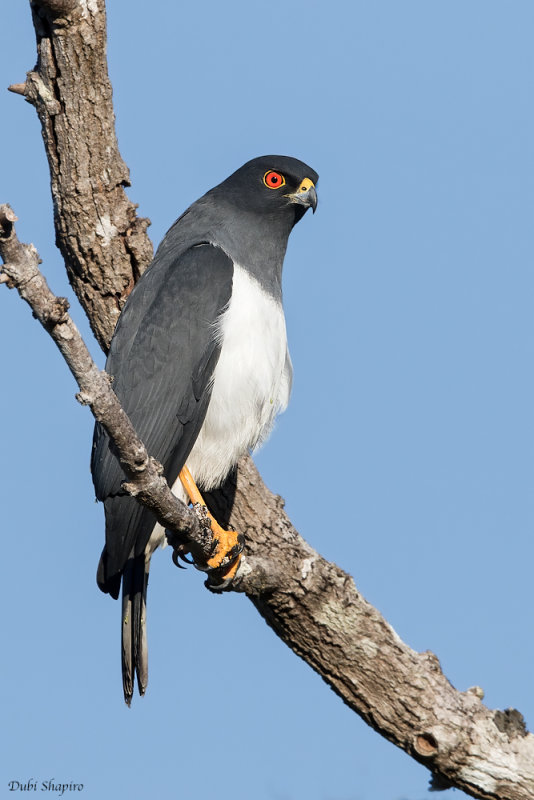 White-bellied Goshawk 