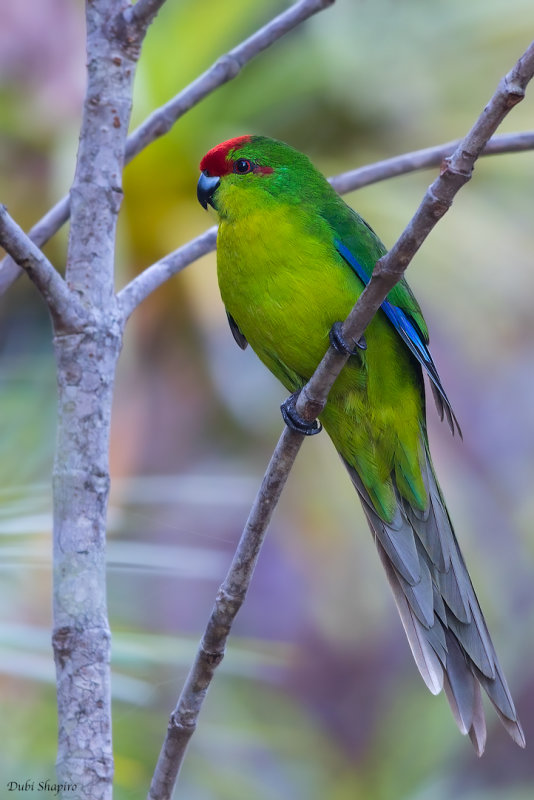 Red-fronted Parakeet