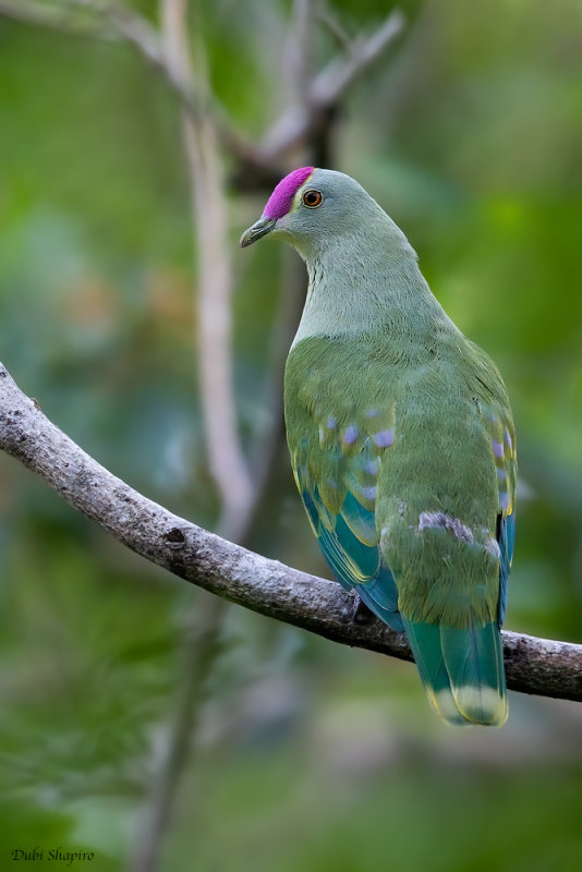 Red-bellied Fruit-dove