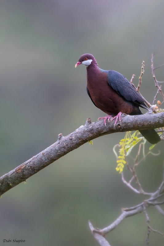 Metallic Pigeon