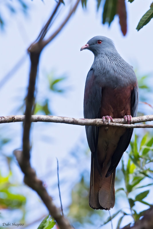 New Caledonian Imperial-pigeon