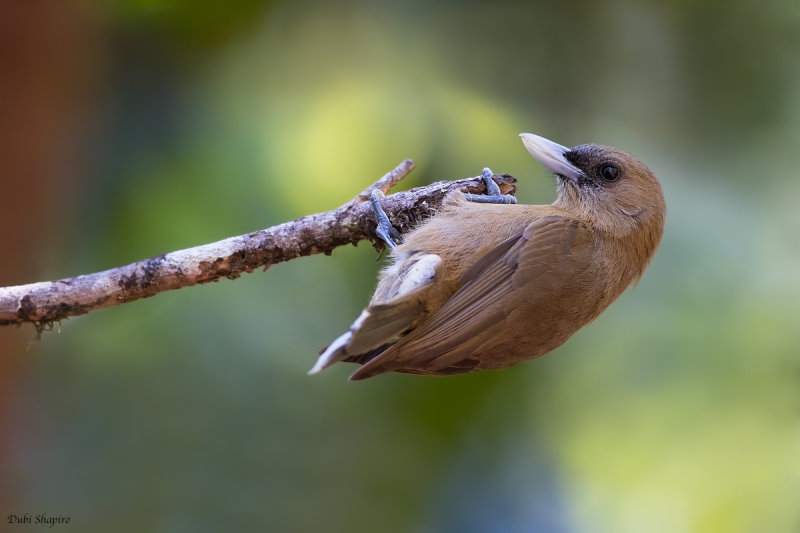 Southern Shrikebill  