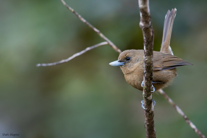 Southern Shrikebill 