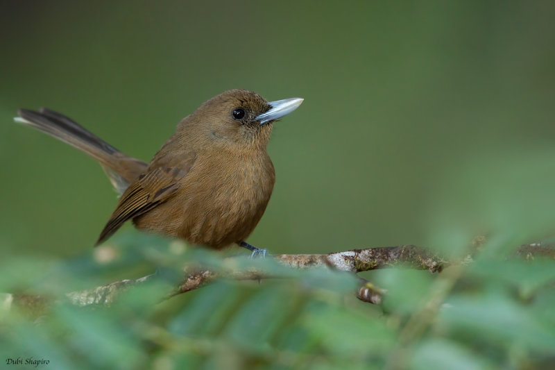 Southern Shrikebill 