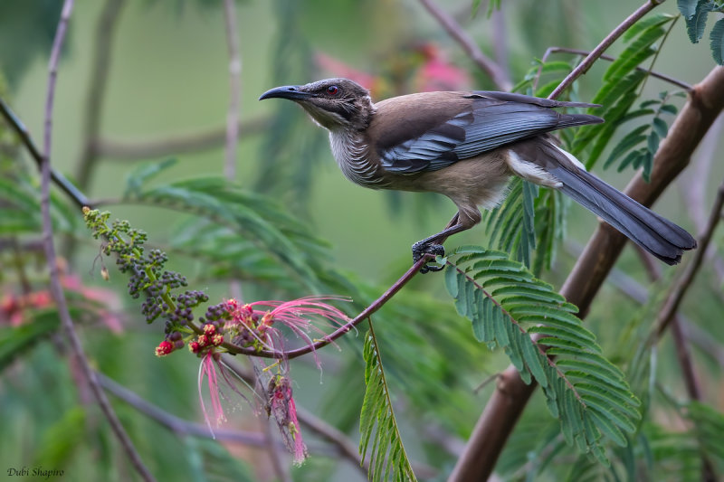 New Caledonian Friarbird 