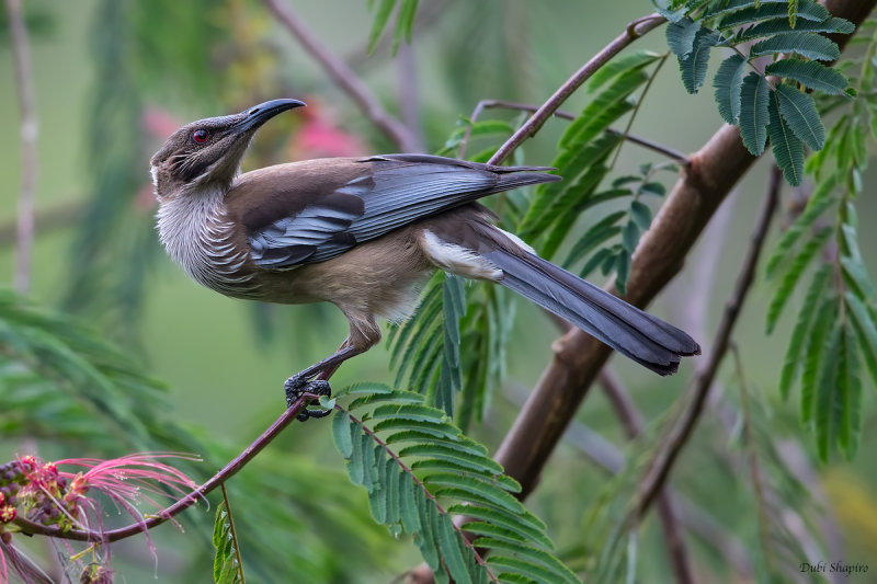 New Caledonian Friarbird 