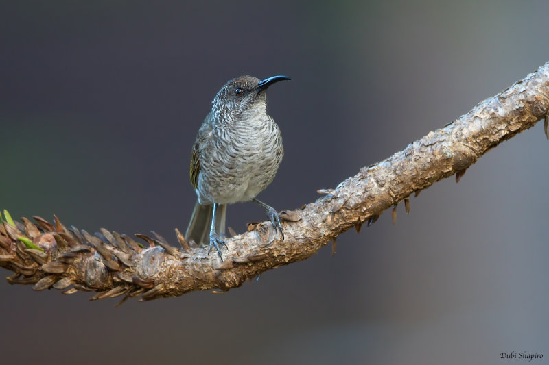 Barred Honeyeater 