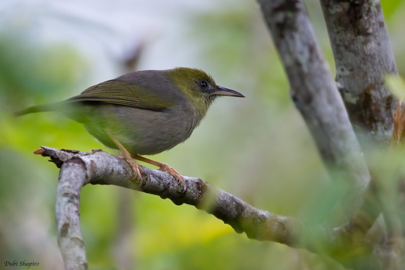 Large Lifou White-eye