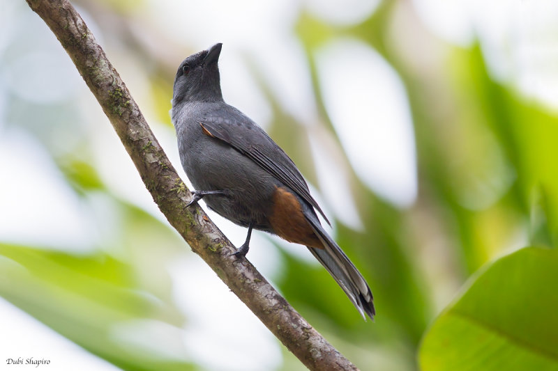 New Caledonian Cicadabird 