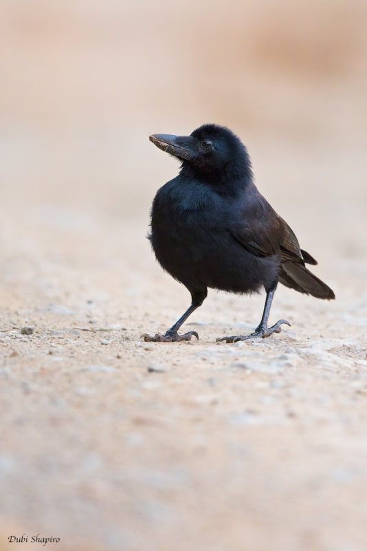 New Caledonian Crow