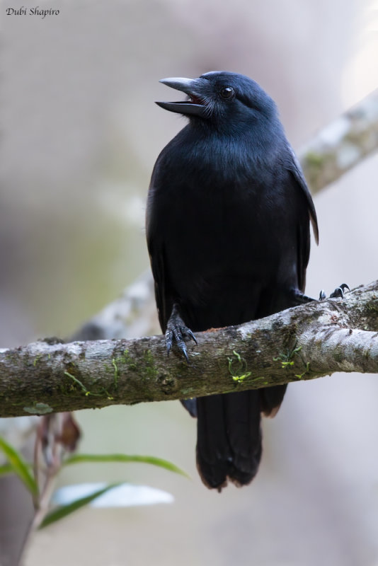 New Caledonian Crow 