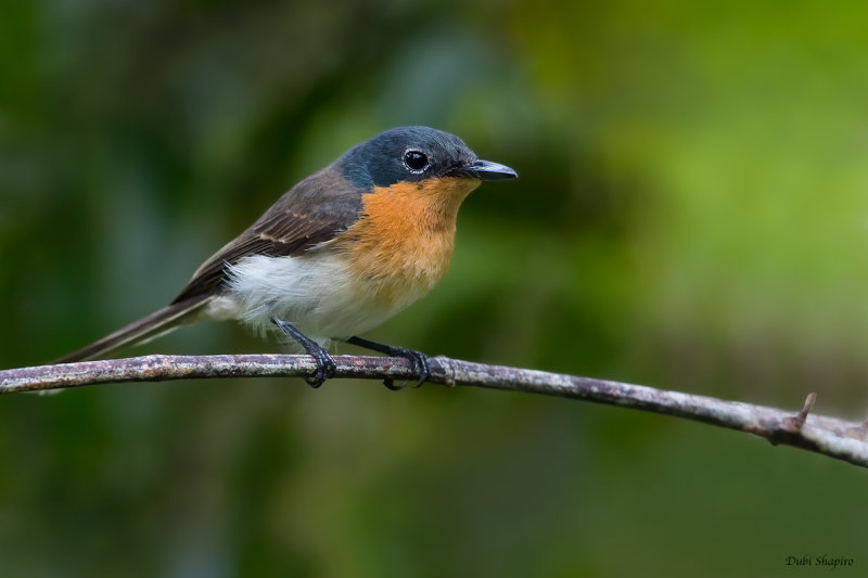 Melanesian Flycatcher 