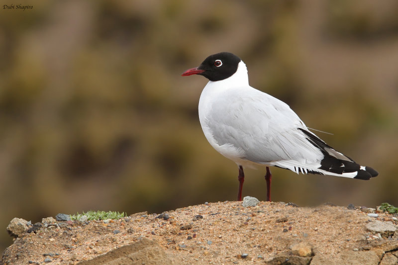 Andean Gull 